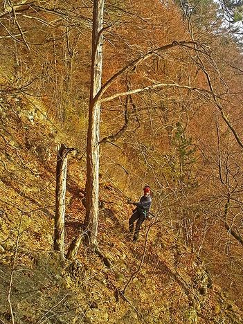 Ein Mann seilt sich an einem Steilhang an den Rabenklippen ab und lichtet den Wald.